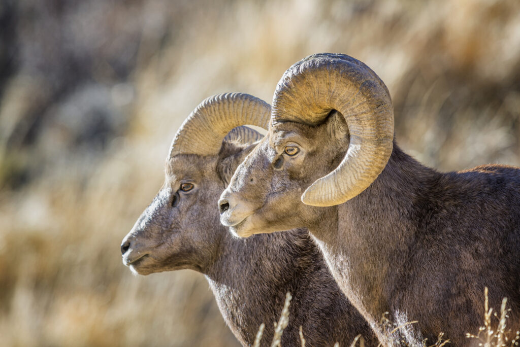 Two Big Horn Sheep Rams