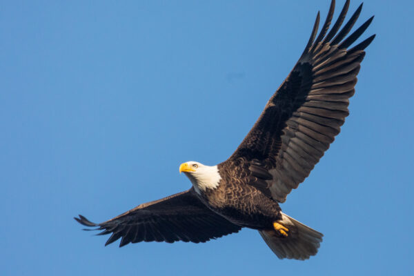 Bald Eagle in Flight A majestic bald eagle soars overhead.